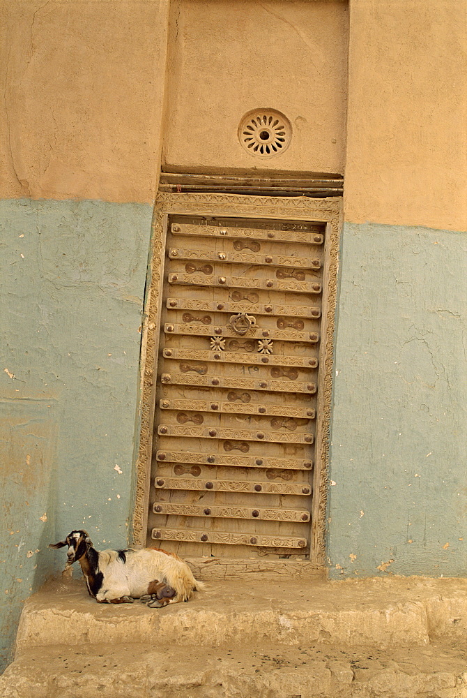 Close-up of a goat in front of an ornate door in the walled city of Shibam, in the Wadi Hadramaut, Yemen, Middle East