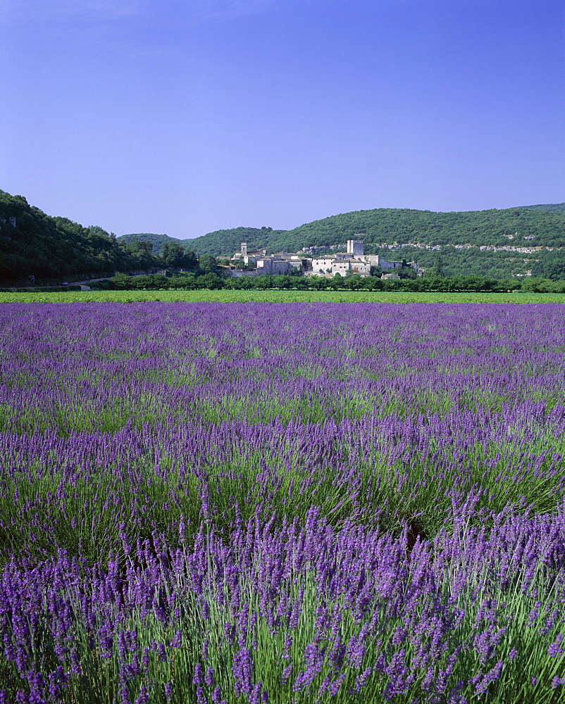 Lavender fields and the village of Montclus, Gard, Languedoc-Roussillon, France, Europe