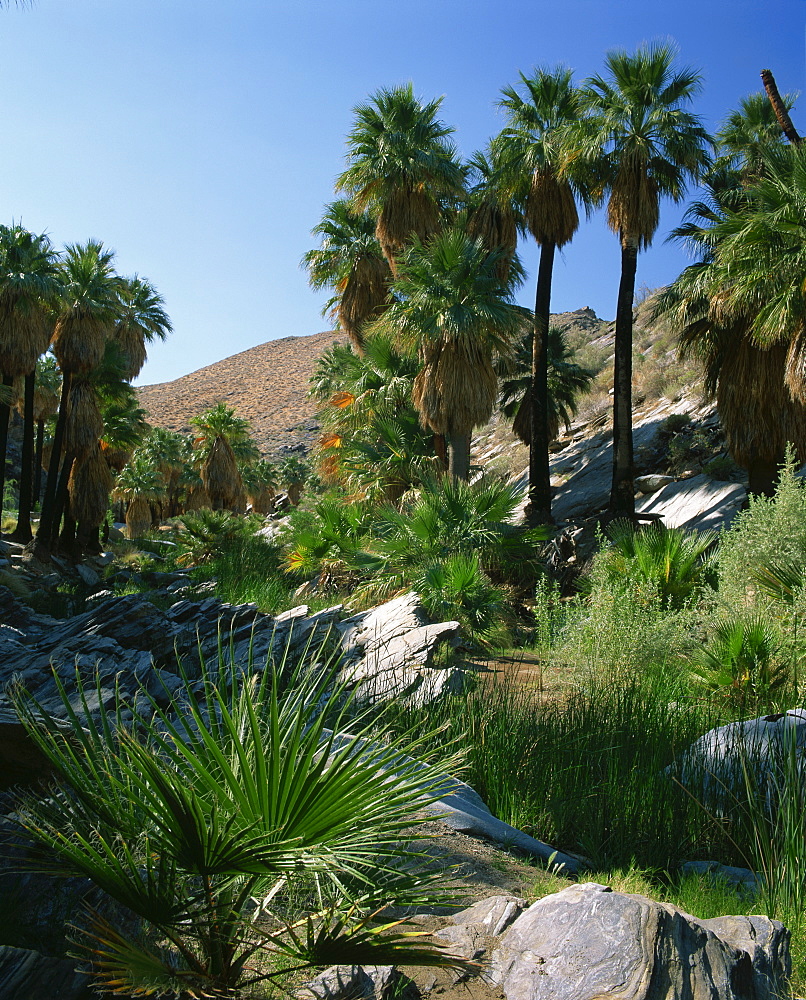 Lush vegetation including palm trees on the banks of a creek in Palm Canyon, Palm Springs, California, United States of America, North America