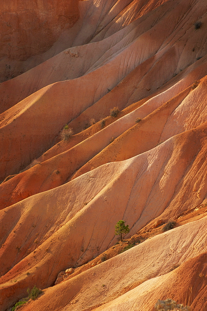 Rock formations caused by erosion, and a solitary pine tree above the Queens Garden, in the Bryce Canyon National Park, in Utah, United States of America, North America