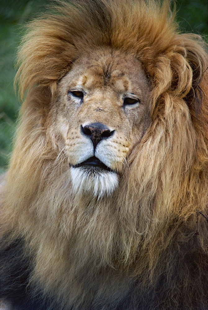 Lion, Chessington Zoo, Surrey, England, United Kingdom, Europe