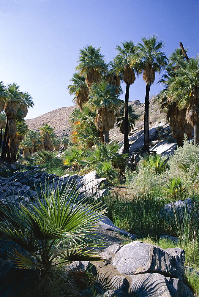 Palm Canyon, Palm Springs, California, United States of America (U.S.A.), North America