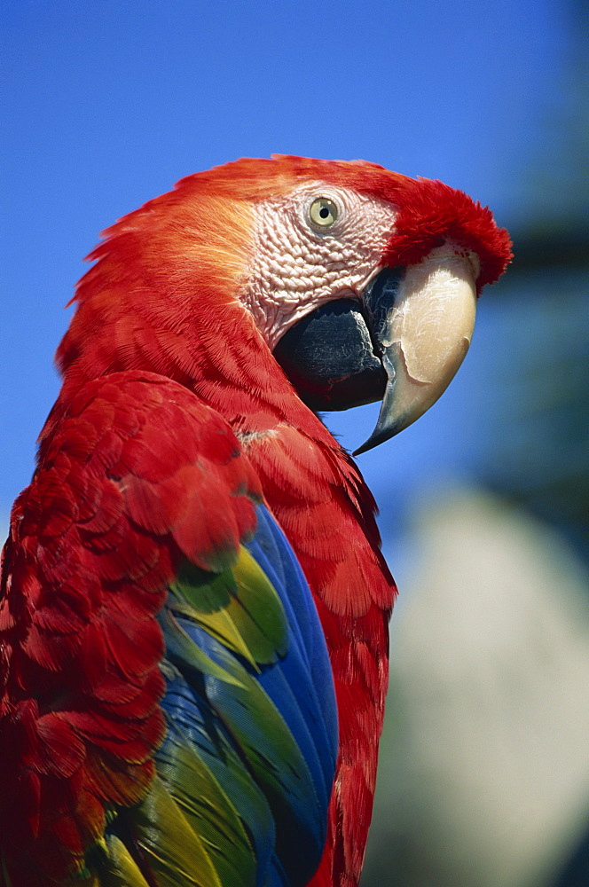 Scarlet Macaw, Seaworld, San Diego, California, United States of America, North America