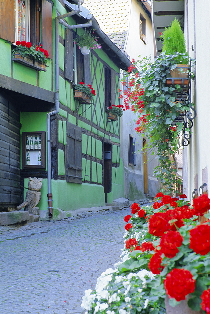 Typical green timbered house and windowboxes, Riquewihr, Haut-Rhin, Alsace, France, Europe