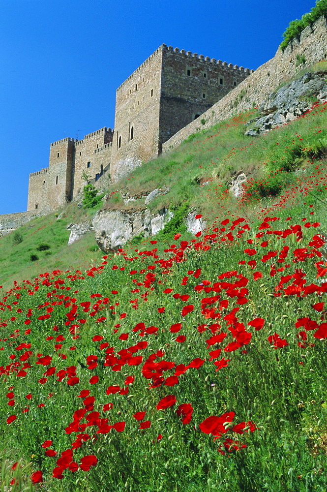 Poppies on hillside beneath the castle (now a Parador), Siguenza, Guadalajara, Castilla la Mancha, Spain, Europe