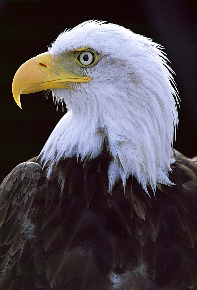 Close-up of the head of a bald eagle, haliaeetus leucocephalus, Chateau de Beaucaire, Gard, France, Europe