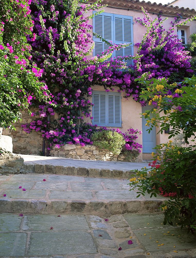 Village house covered with bougainvillea, Grimaud, Var, Cote d'Azur, Provence, France, Europe