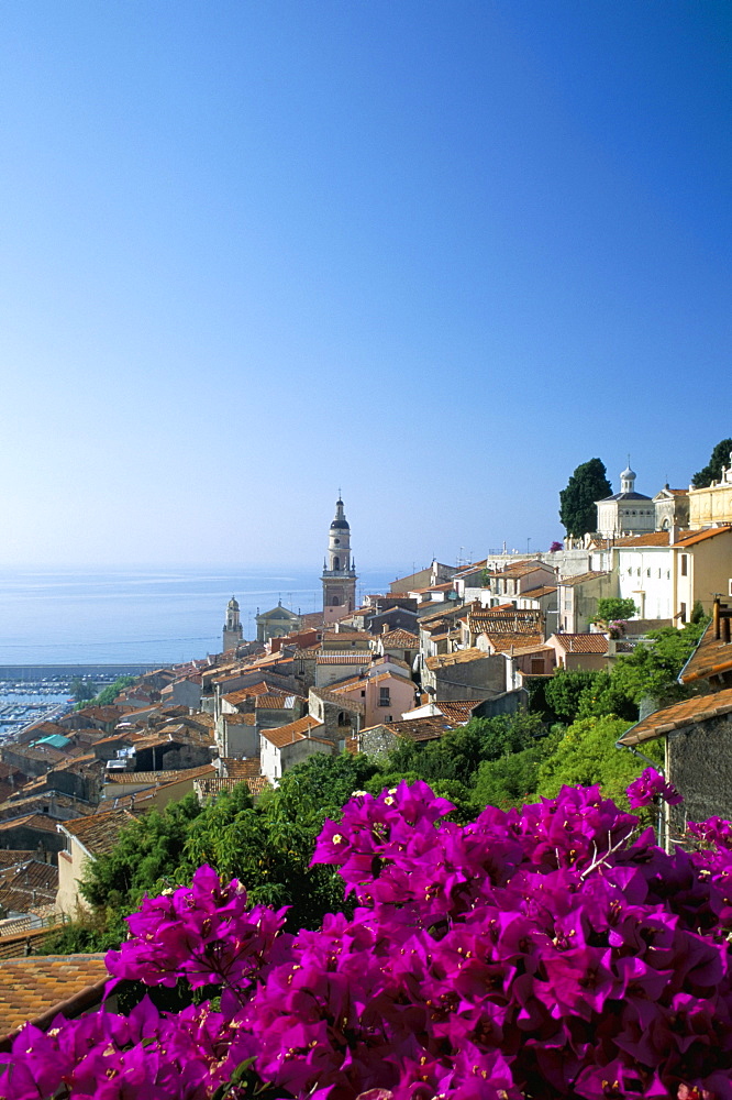 Bougainvillea in flower, Menton, Alpes-Maritimtes, Cote d'Azur, Provence, French Riviera, France, Mediterranean, Europe