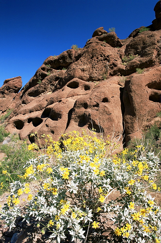 Desert flora beneath Camelback Mountain, Echo Canyon Recreation Area, Paradise Valley, Phoenix, Arizona, United States of America, North America