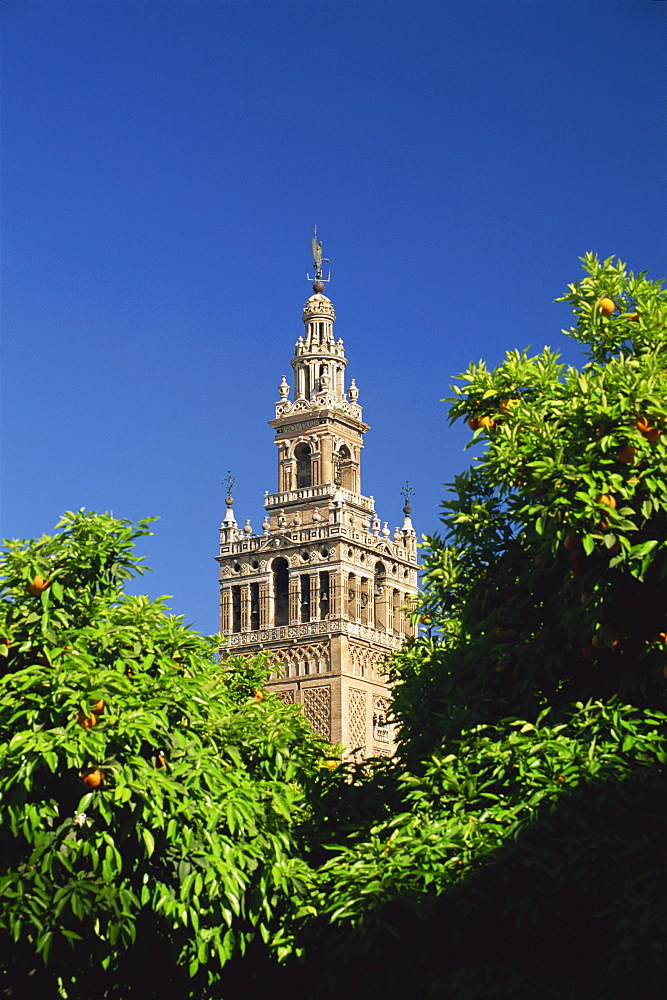 The Giralda framed by orange trees, Seville, Andalucia (Andalusia), Spain, Europe