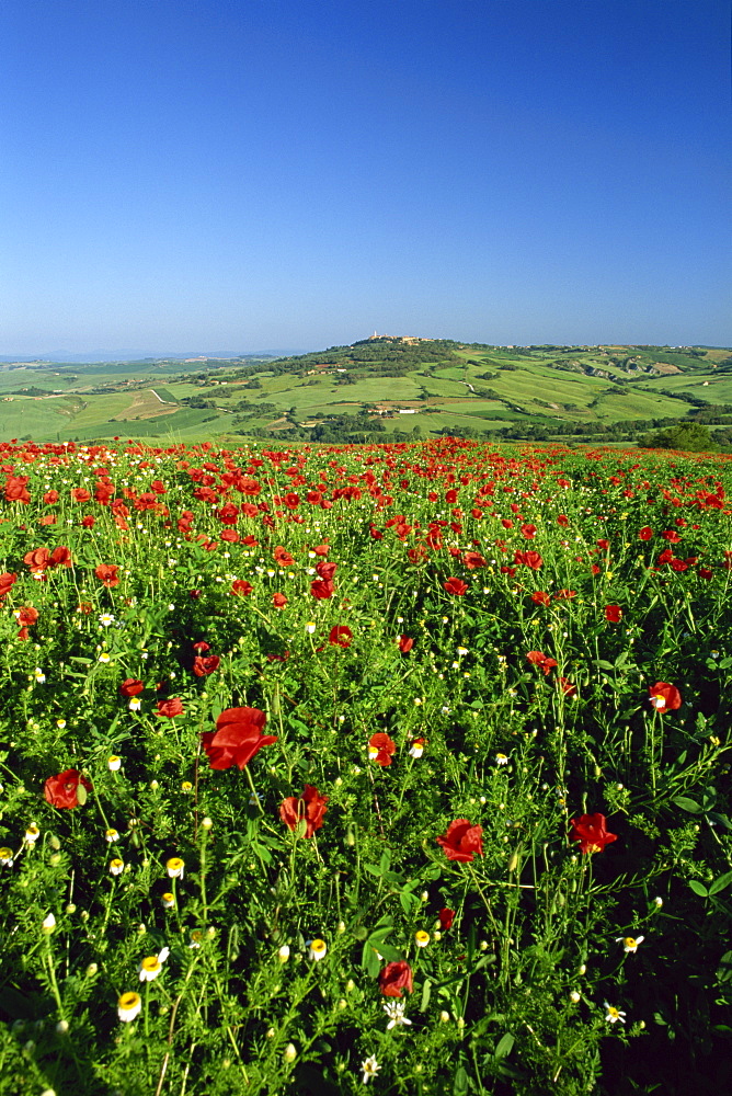 View across field of poppies to hilltop village above Val d'Orcia, Pienza, Tuscany, Italy, Europe