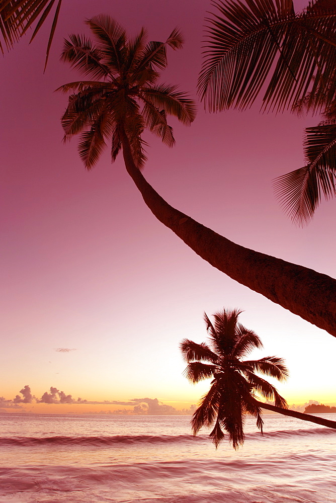 Palm trees silhouetted against pink evening sky, Anse Takamaka, Takamaka district, Island of Mahe, Seychelles, Indian Ocean, Africa