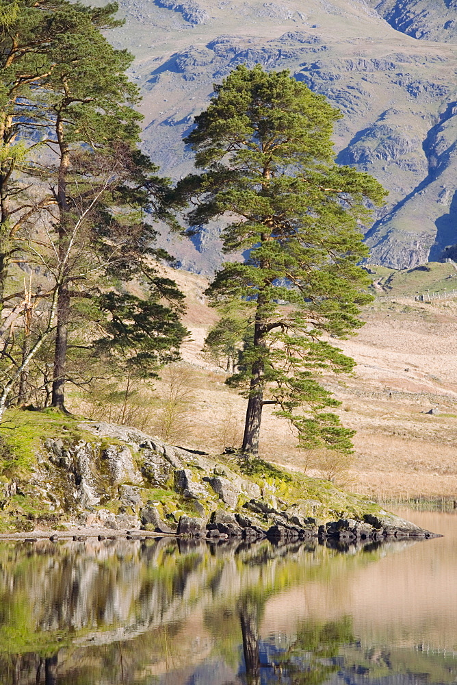 Early morning reflections, Blea Tarn, above Little Langdale, Lake District National Park, Cumbria, England, United Kingdom, Europe