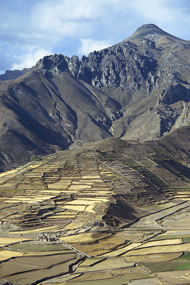 Landscape including Inca terraces in the Colca Canyon, Chivay, Peru, South America