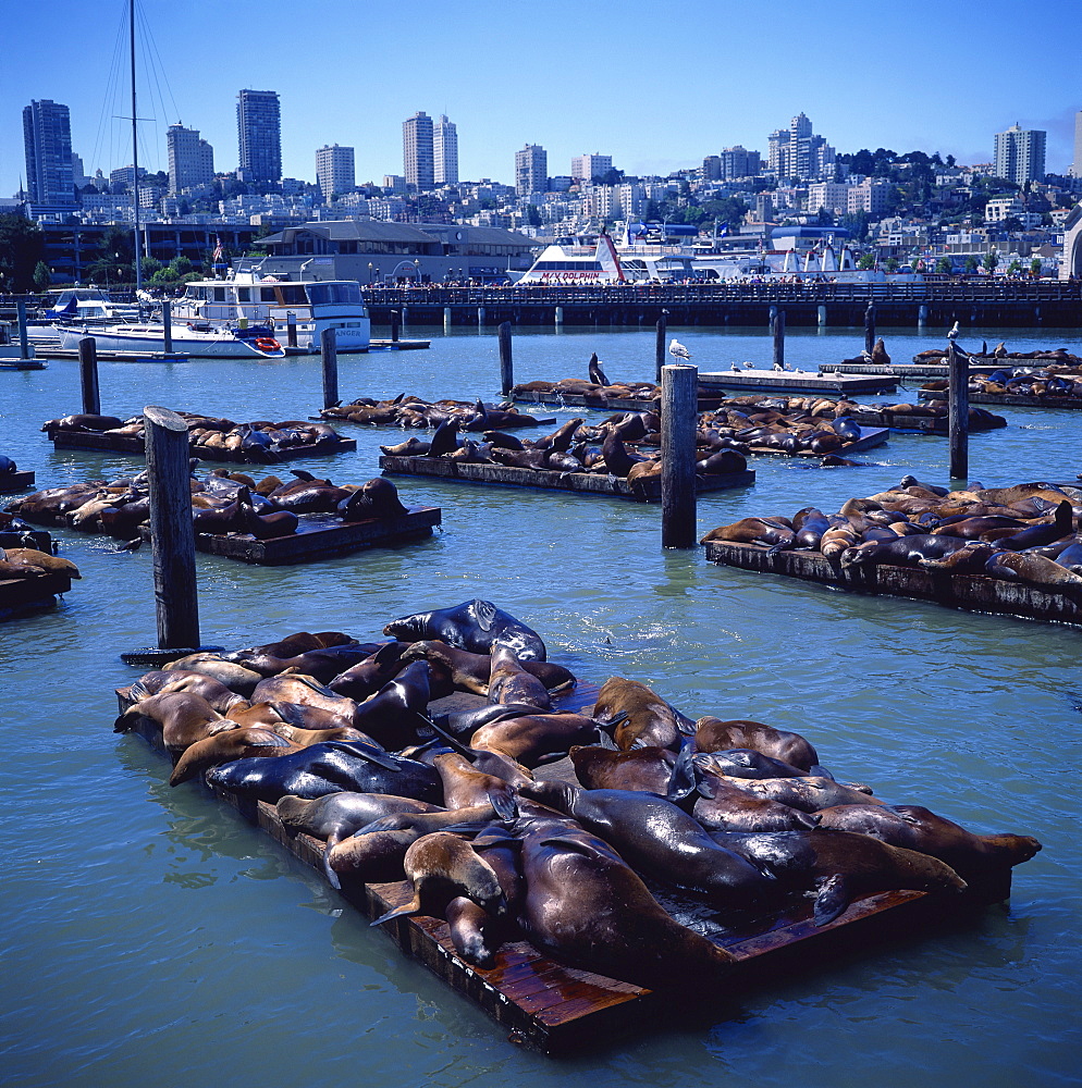 Sea lions basking on floating platforms at Pier 39, near Fishermans Wharf, San Francisco, California, United States of America, North America