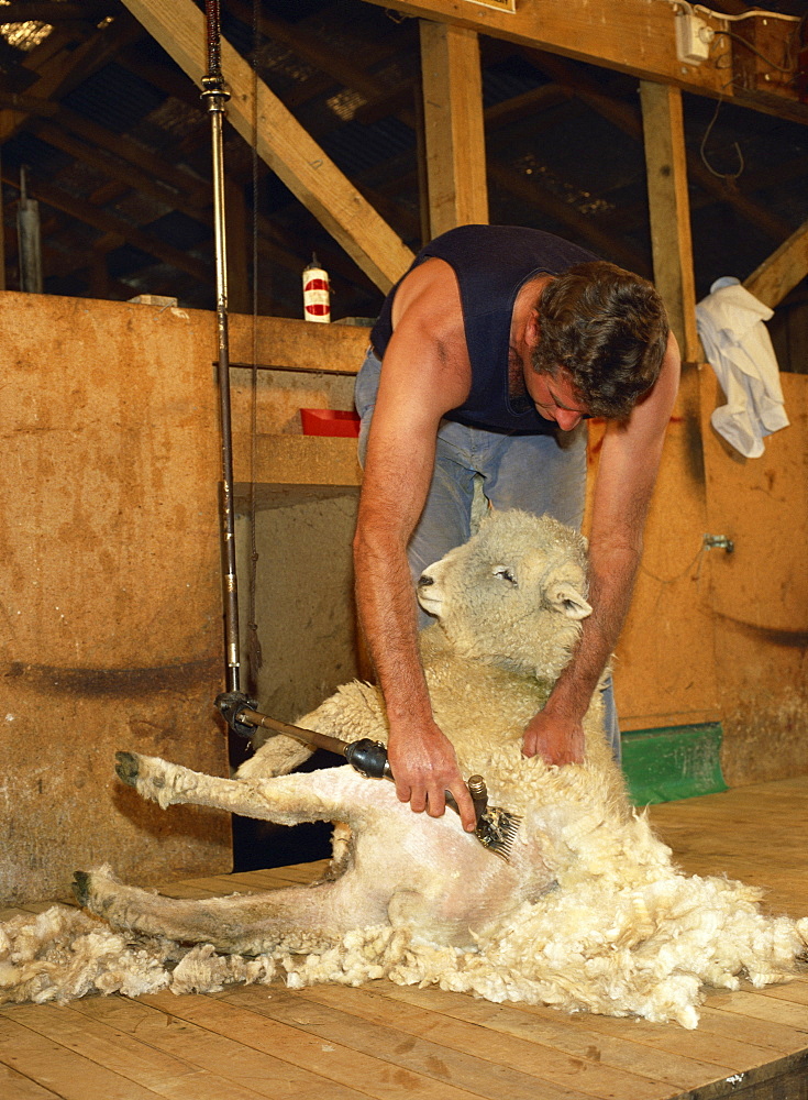 A sheep farmer shears one of his flock near Paeroa on the North Island of New Zealand, Pacific