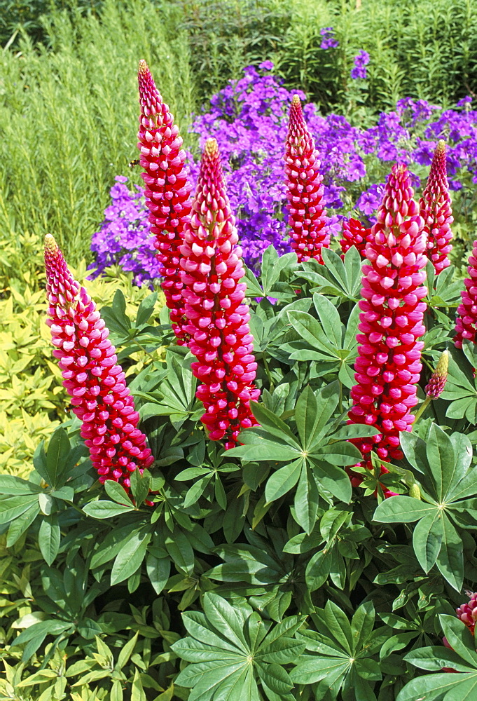 Crimson lupins, Culzean Castle and Country Park, Scotland, United Kingdom, Europe