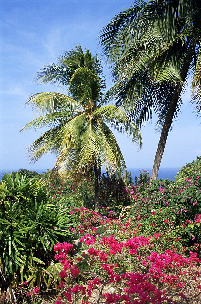 Andromeda Gardens, near Bathsheba, Barbados, West Indies, Caribbean, Central America