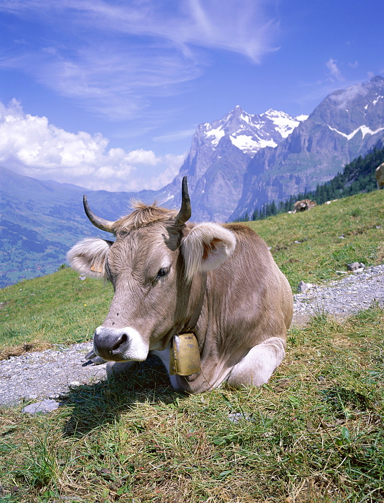 Cow at Alpiglen, Grindelwald, Bernese Oberland, Swiss Alps, Switzerland, Europe