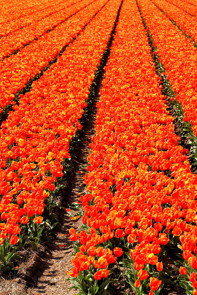 Keukenhof near Lisse, South Holland, Netherlands, Europe