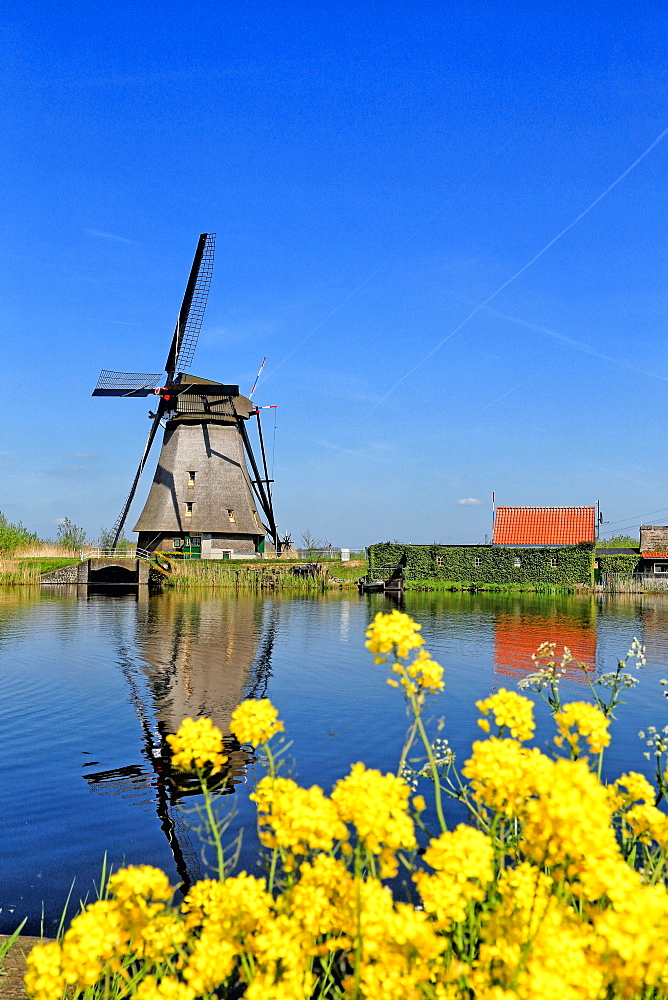 Windmill in Kinderdijk, UNESCO World Heritage Site, South Holland, Netherlands, Europe