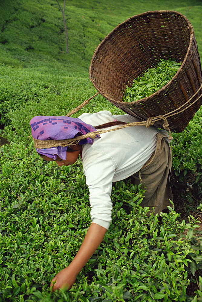 Nepali tea picker, Gielle Tea Garden, Darjeeling, West Bengal, India, Asia