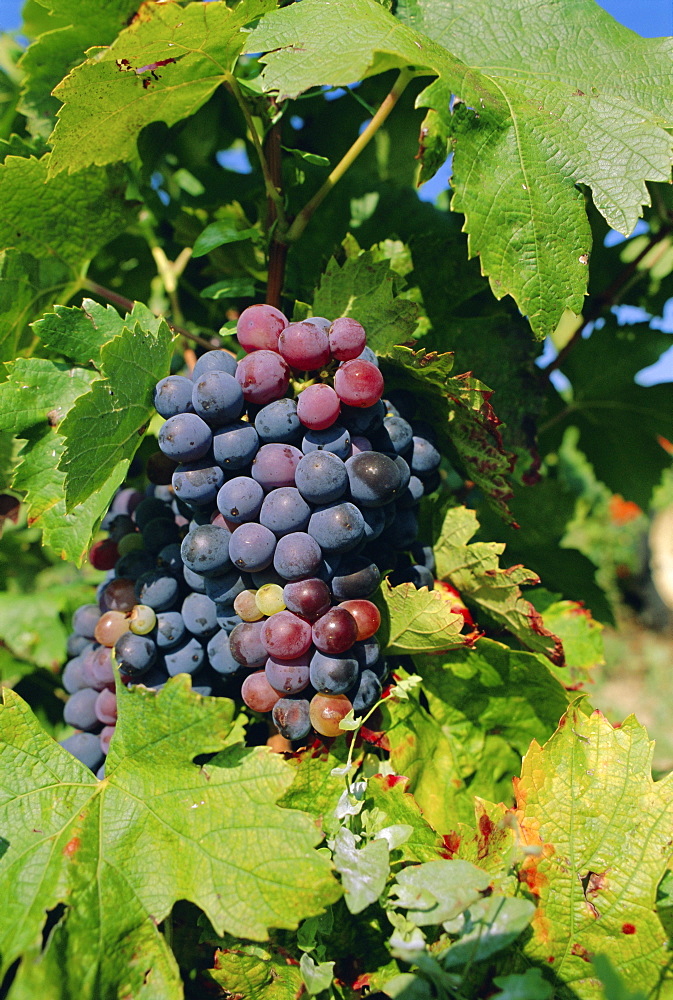 Grapes ripe for picking, Vaucluse Region, Provence, France, Europe