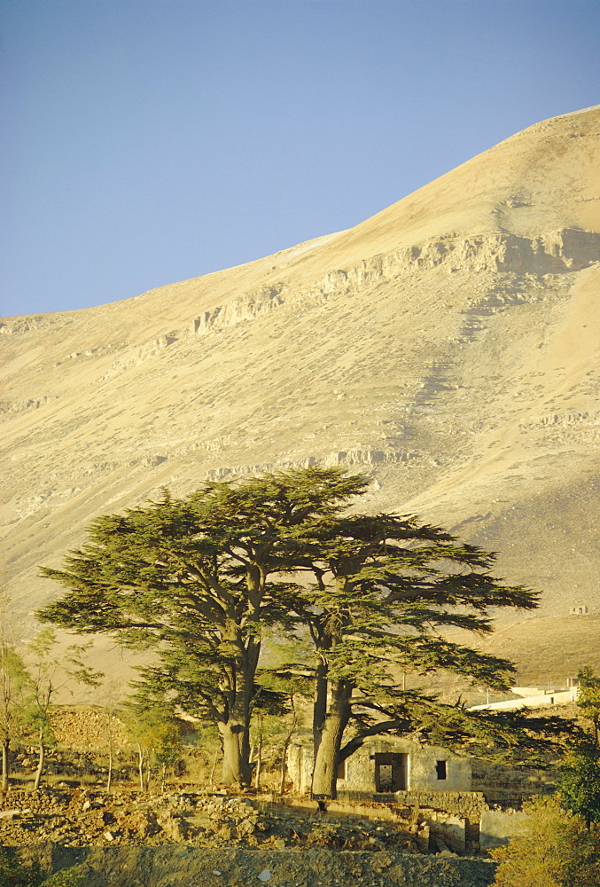 Cedars of Lebanon at the foot of Mount Djebel Makhmal near Bsharre, Lebanon, Middle East