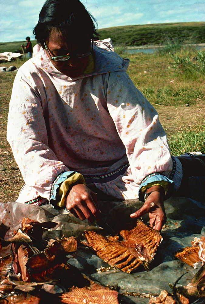 Dried whitefish cleaned and cut after drying, Eskimo whaling camp, taken in the 1970s, Beaufort Sea, Northwest Territories, Canada, North America