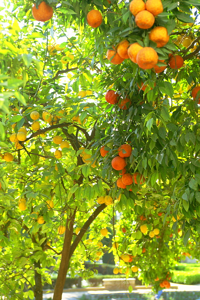 Orange and lemon trees in the Alcazar gardens, Cordoba, Andalucia, Spain, Europe