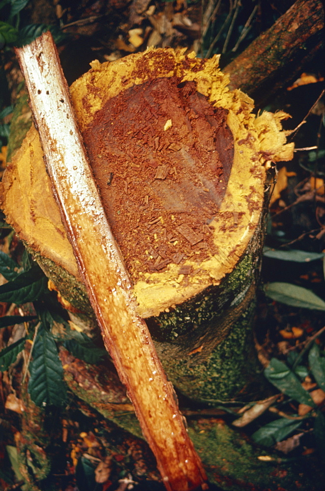 Close-up of shaman's snuff from the yopo tree, the bark of which is made into hallucinogenic powder by the Yanomami Indians in Brazil, South America