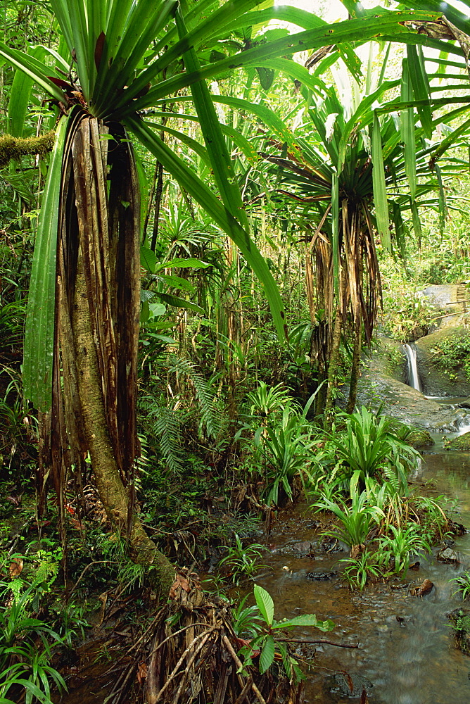 Stream and palms in the Colo-I-Suva rain forest on the island of Viti Levu in Fiji, Pacific