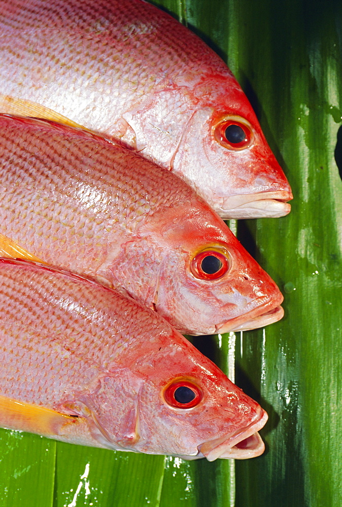 Red Snapper, Fiji, Pacific Islands