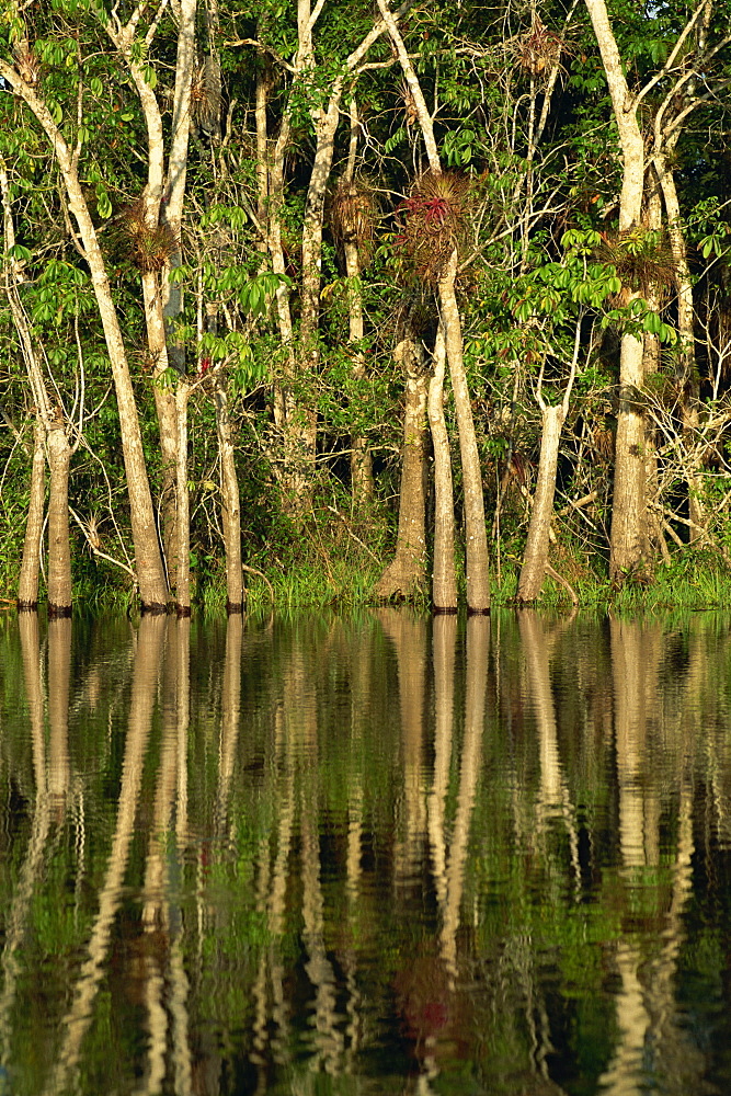 Reflections of bullet trees in the water of New River at Orange Walk in Belize, Central America