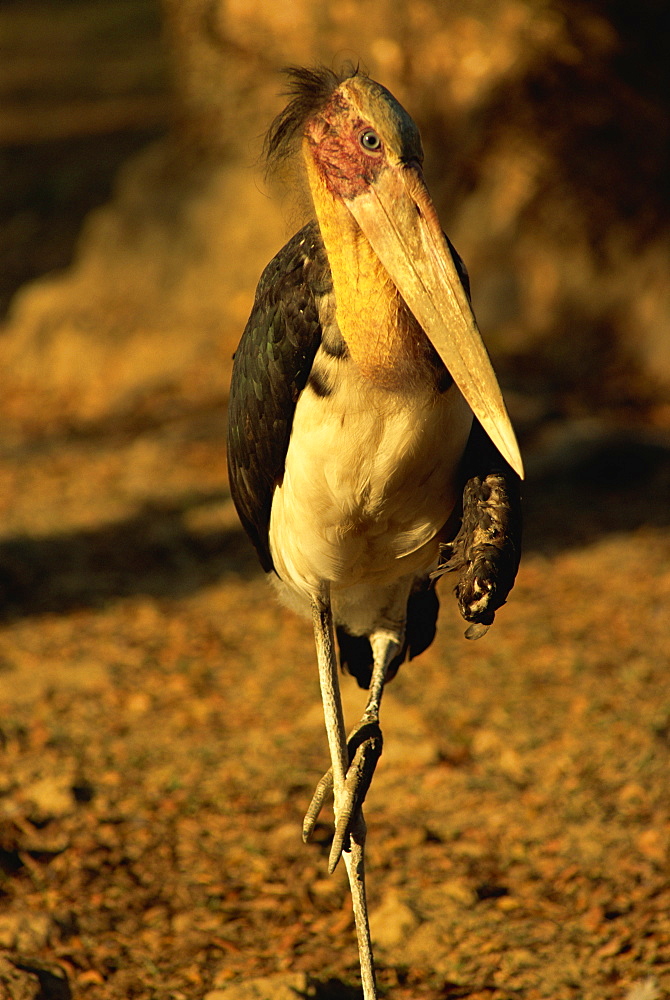 Burmese painted stork, Myanmar (Burma), Asia