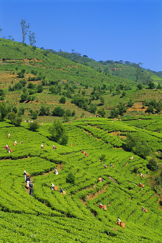 Tea pickers at work, Pedro Estate, Nuwara Eliya, Sri Lanka, Asia