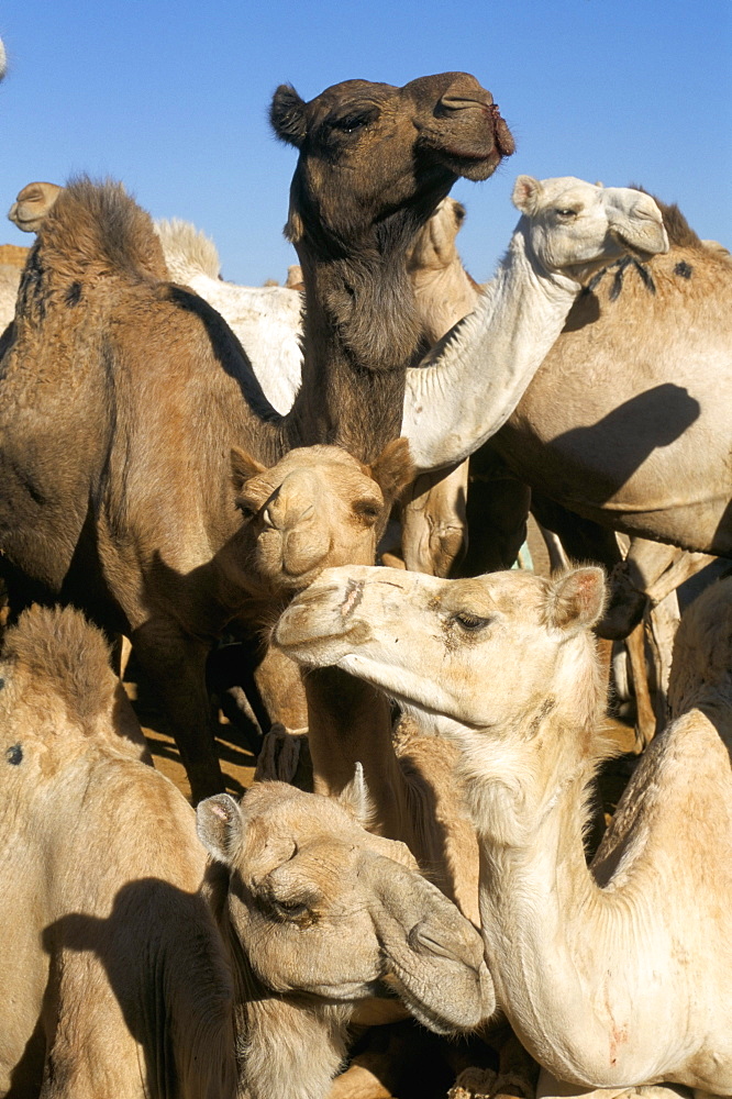 Camels for sale, camel market, Friday market, Cairo, Egypt, North Africa, Africa