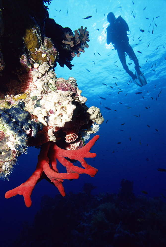 Coral reef and diver, off Sharm el Sheikh, Sinai, Red Sea, Egypt, North Africa, Africa