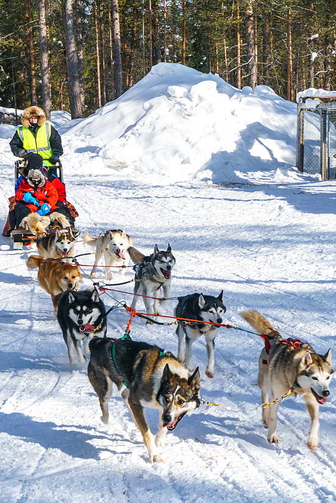 Six husky dog team with sled, driver and two passengers, Husky Farm, Torassieppi, Lapland, Northern Finland, Europe