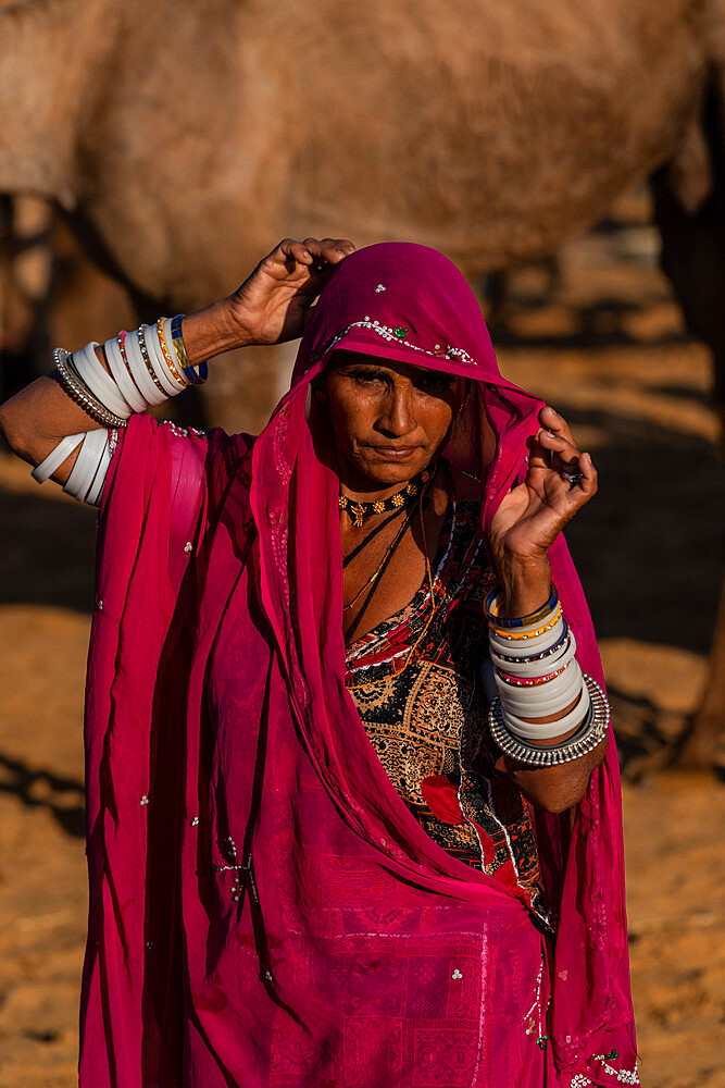 Rajasthani woman, wife of a camel trader, in traditional clothing, lifting her veil, camels behind, Pushkar Camel Fair, Pushkar, Rajasthan, India, Asia