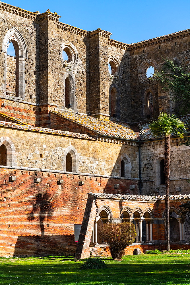 Facade, with palm tree, of roofless 13th century Gothic Cistercian Abbey of San Galzano, Chiusdino, Tuscany, Italy, Europe