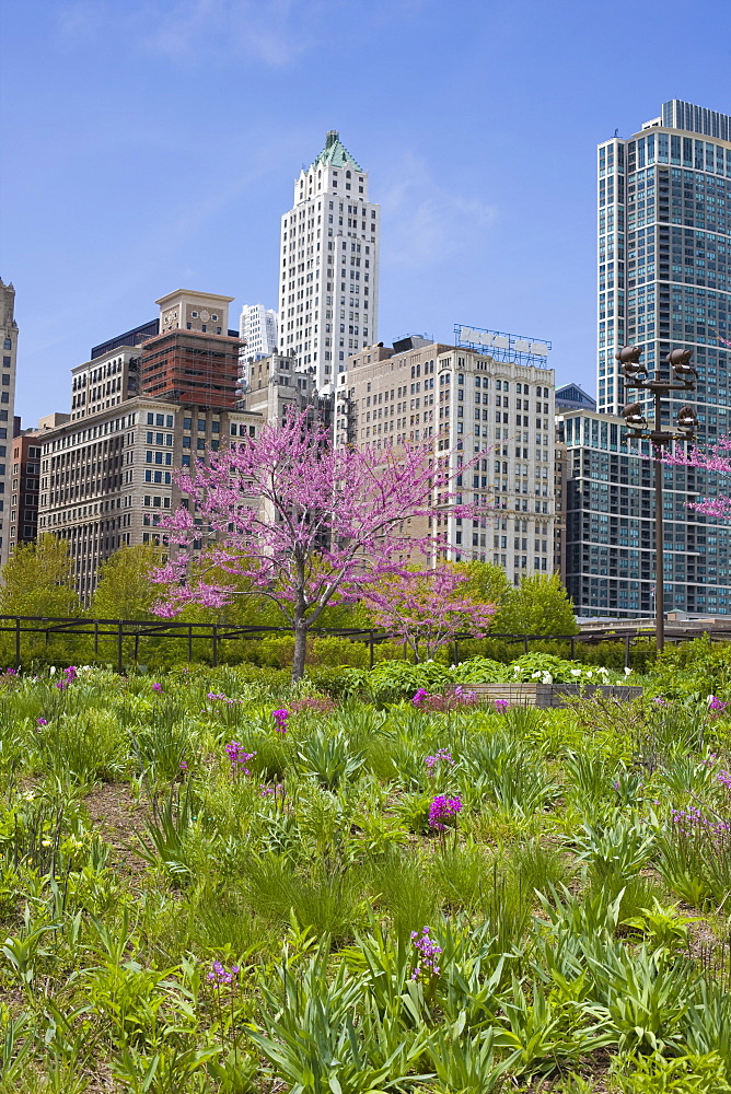 The Lurie Garden, Millennium Park, Chicago, Illinois, United States of America, North America