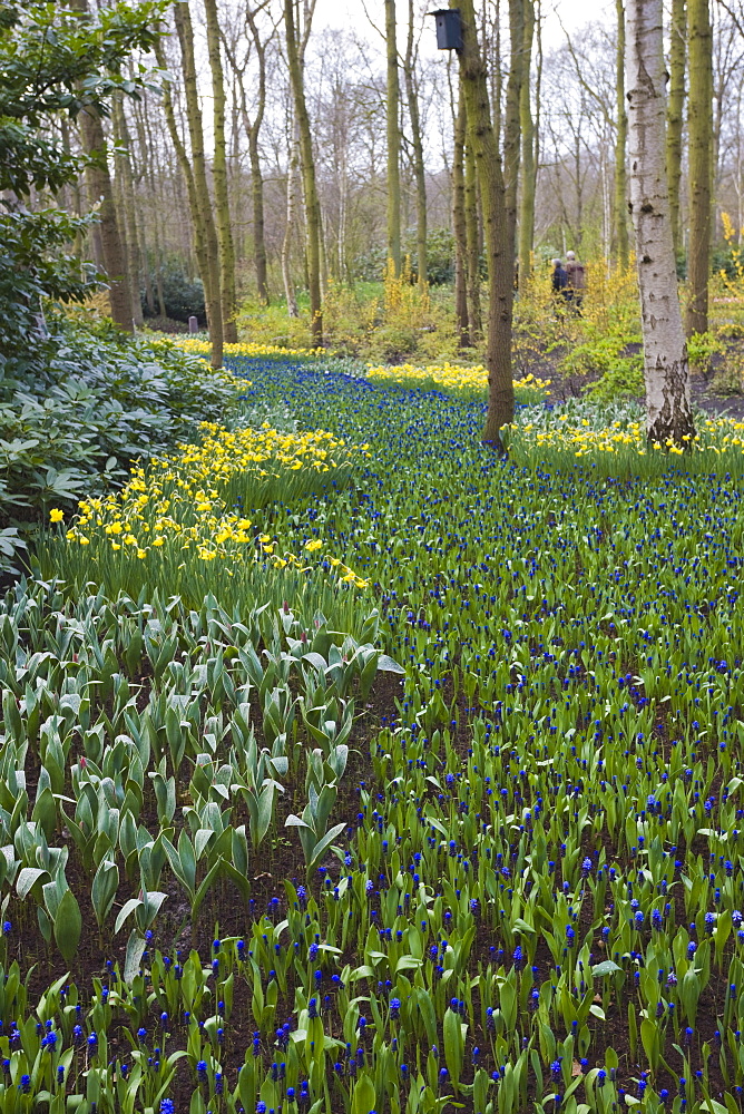 Early spring flowers, Keukenhof, park and gardens near Amsterdam, Netherlands, Europe