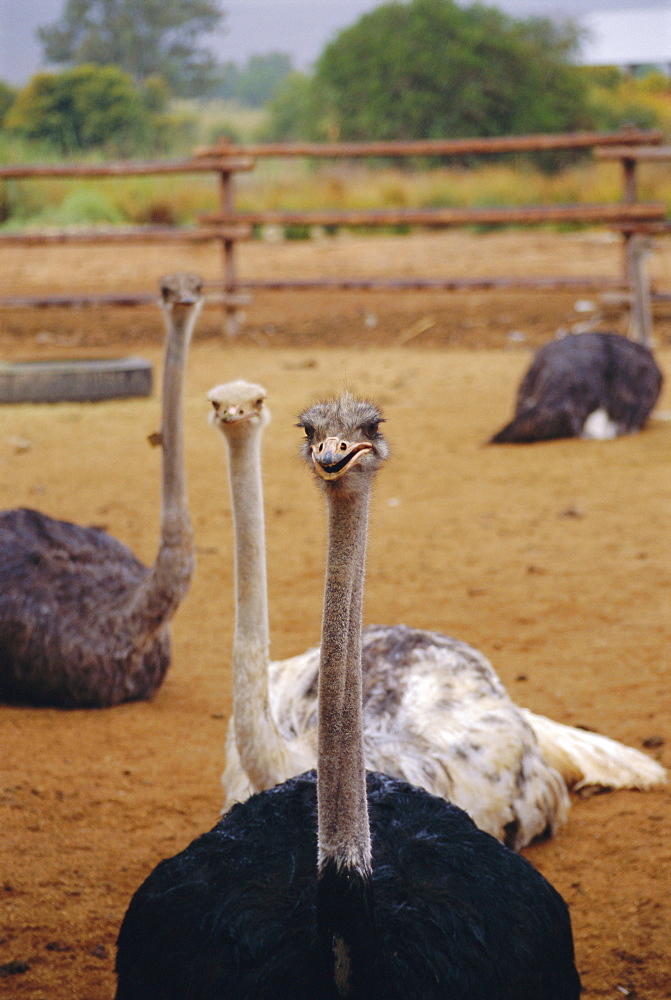 Ostrich farm in Oudtshoorn, Little Karoo, South Affrica 