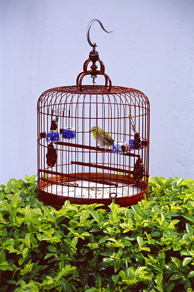 Bird in a cage, Yuen Po Bird Garden, Mong Kok, Kowloon, Hong Kong, China, Asia