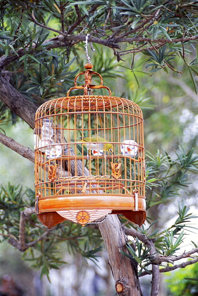 Caged bird, Yuen Po Street Bird Garden, Mong Kok, Kowloon, Hong Kong, China, Asia