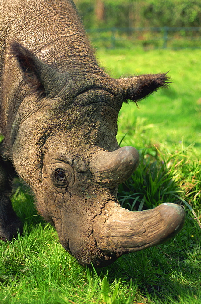 Male Tormanga, hairy rhino (Sumatran rhino), near extinct as only 500 left, in captive breeding programme, Port Lympne Zoo, Kent, England, United Kingdom, Europe