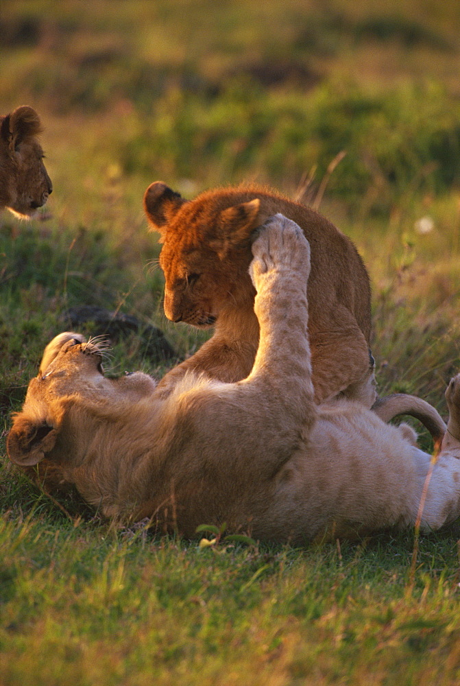 Lion cubs (Panthera leo) playing, Masai Mara, Kenya, East Africa, Africa