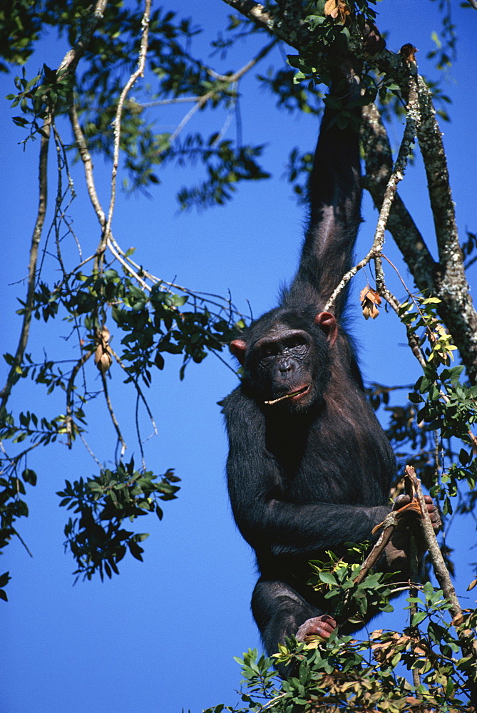 Chimpanzee hanging in tree, Sweetwater Sanctuary, Kenya, East Africa, Africa