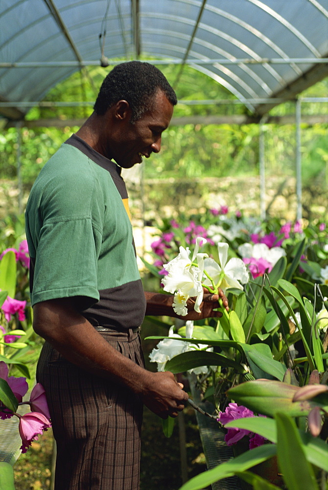 Supervisor tending orchids for export, Golden Orchid Nursery, Laboule, Haiti, West Indies, Central America